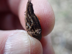 Neolasioptera lupini