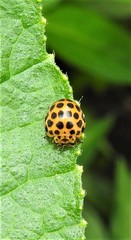 Henosepilachna sumbana