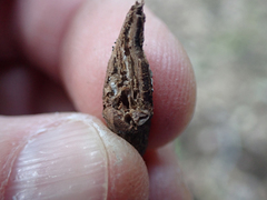 Neolasioptera lupini