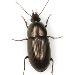 Stenocrepis duodecimstriata