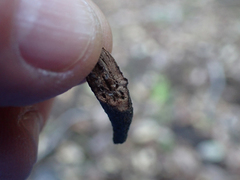 Neolasioptera lupini