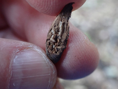 Neolasioptera lupini