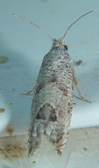 Pelochrista consobrinana