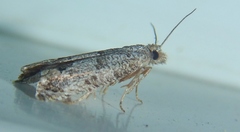 Pelochrista consobrinana