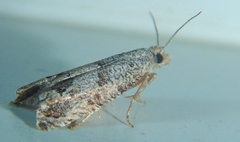 Pelochrista consobrinana