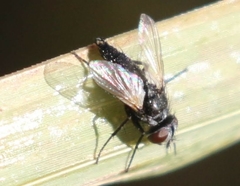 Leucostomatini