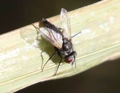 Leucostomatini