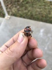 Bolbocerosoma confusum