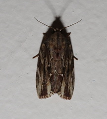 Etanna breviuscula