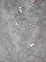 Amarilladesma mactroides