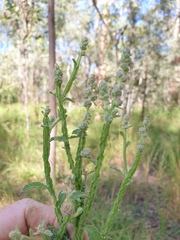 Pterocaulon redolens