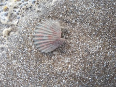 Aequipecten tehuelchus