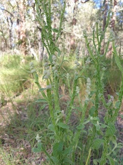 Pterocaulon redolens