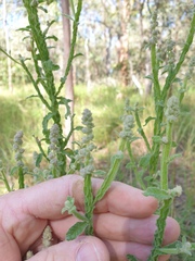 Pterocaulon redolens