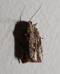 Etanna breviuscula