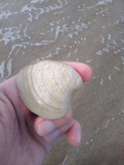 Eucallista purpurata