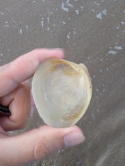 Eucallista purpurata