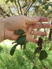 Petalostigma pubescens