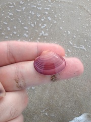 Eucallista purpurata