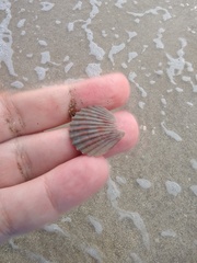 Aequipecten tehuelchus