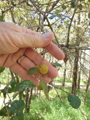 Petalostigma pubescens