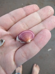 Eucallista purpurata