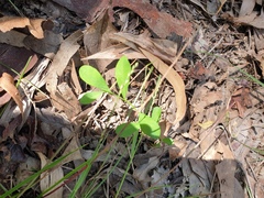 Synostemon hirtellus
