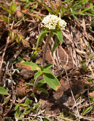 Mitracarpus megapotamicus