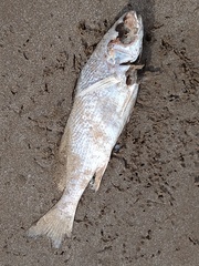Argyrosomus regius