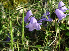 Campanula longistyla