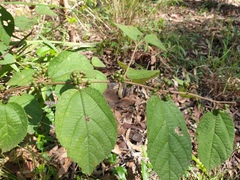 Grewia latifolia