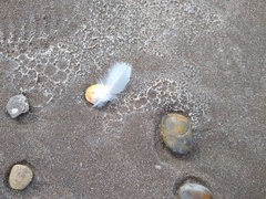 Chroicocephalus maculipennis