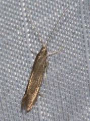 Coleophora quadruplex