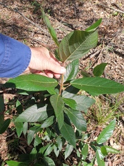 Ficus opposita