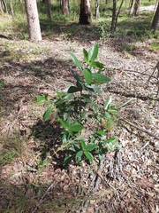 Ficus opposita