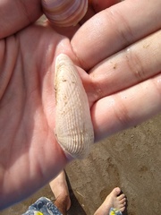 Cyrtopleura lanceolata