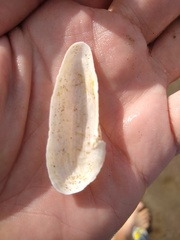 Cyrtopleura lanceolata