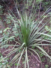 Dasylirion berlandieri