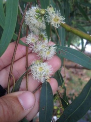 Eucalyptus nicholii