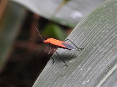 Leptocoris abdominalis