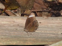 Mycalesis anaxias