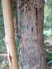 Eucalyptus nicholii