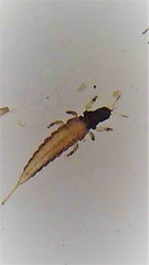 Baenothrips moundi