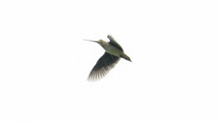 Gallinago nobilis
