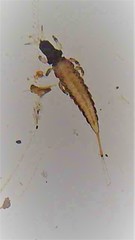 Baenothrips moundi