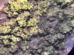 Micareopsis irriguata