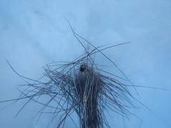 Dermacentor albipictus