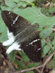 Murgaria albimargo