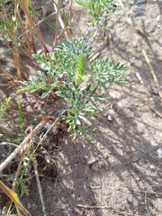 Ambrosia tenuifolia