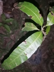 Mangifera indica image